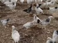 Chickens — Foto 3