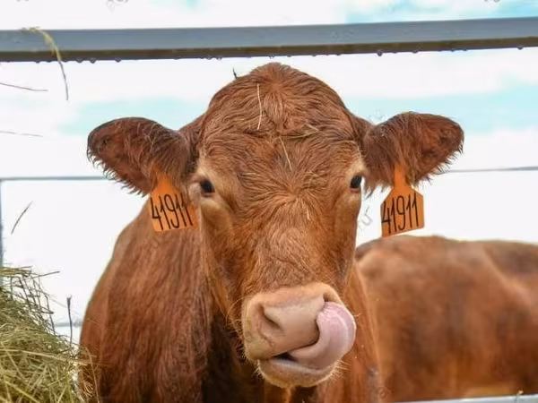 Vaca, Raza Holstein