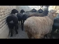 نعجة, Hissar sheep — الصورة 3