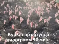 Slovenian Silver Hen — photo 3