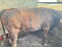 Toro, Ganado vacuno — foto 3