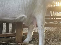 Cabra, Cabras — foto 4