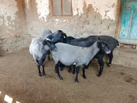Schaf, Romanov sheep — Foto 2