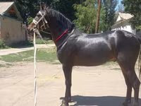 Caballo, Caballos — foto 2