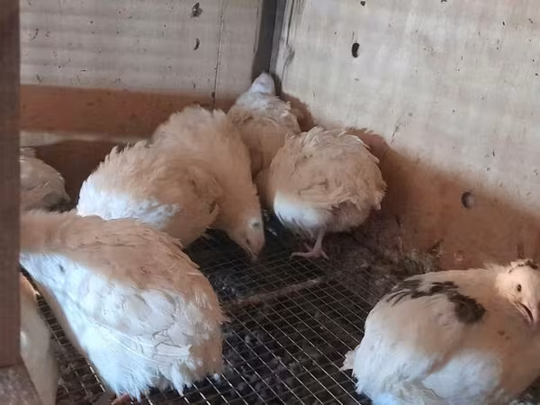 King Quail
