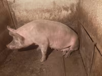 Säue, Schweine — Foto 3