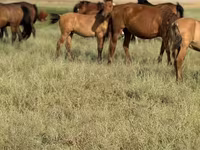 حصان, Kazakh horse — الصورة 3