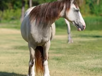 Mare, Skyros Pony — photo 4