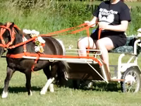 Horse (M), Miniature horse — photo 8
