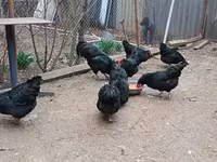 Australorp — photo 1