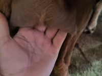 Goat, Goats — photo 3