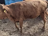 Kuh, Latvian Blue cattle — Foto 4