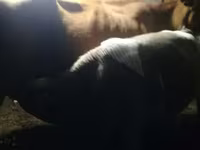 Bulle, Simmental cattle — Foto 2