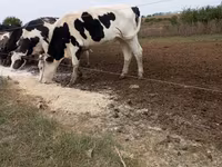 Bull, Russian Black pied cattle — photo 1