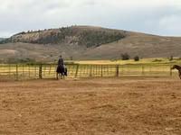Yegua, National Show Horse — foto 3