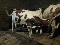 Bulle, Simmental cattle — Foto 1