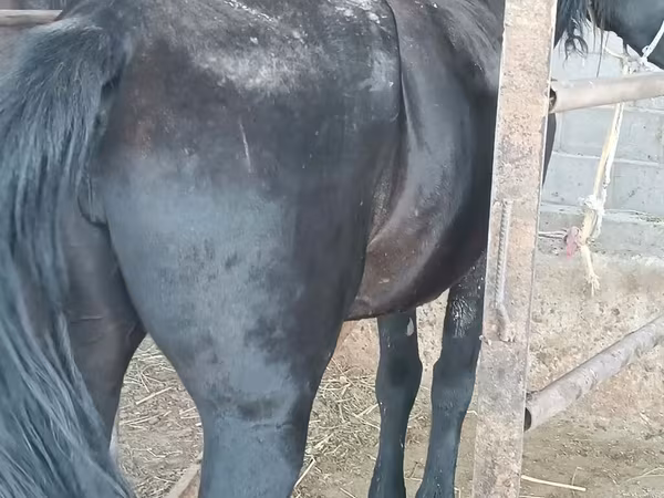 Mare, Horses