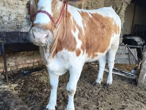 Bull, Simmental cattle