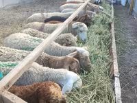 母羊, Tian-Shan semifinewool sheep — 照片 6