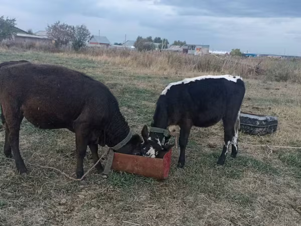 Cow, Kazakh White-headed cow