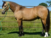 公马, Gypsy horse — 照片 4