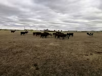 Vaca, Swiss cattle — foto 5