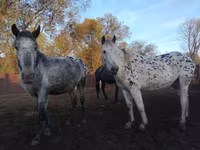 Yegua, Appaloosa — foto 4
