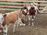 بقرة, Swiss cattle — الصورة 4