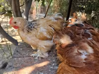 पेकिन बैंटम — फ़ोटो 2