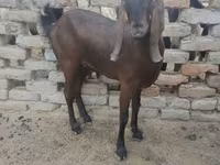 عنزة, Najdi goat — الصورة 1