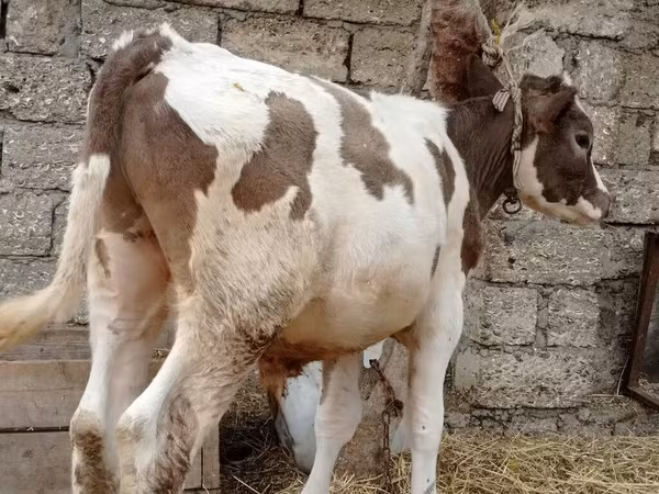 Cattle (batch, sex not specified), Cattle