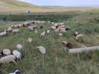 Sheep, Balbas sheep — photo 4