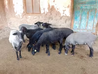 Schaf, Romanov sheep — Foto 7