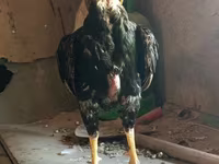 Chickens — Foto 3