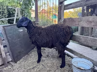 كبش, Hissar sheep — الصورة 7