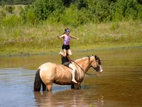 公马, Gypsy horse — 照片 7