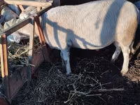 Ram, Lacaune sheep — photo 3