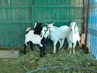 تيس, Saanen goat — الصورة 5