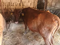 Kuh, Wilder Yak — Foto 2