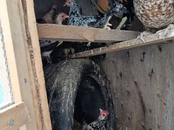Japanisches Bantam