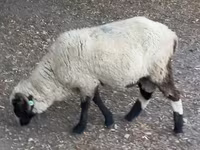 公羊, Sheep — 照片 1
