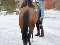 Stute, Akhal-Teke — Foto 5