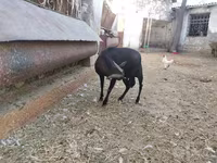 عنزة, Murcia-Granada goats — الصورة 2