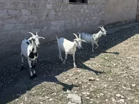 عنزة, Saanen goat — الصورة 2