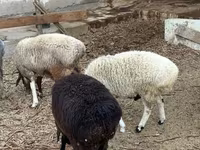 أغنام (دفعة، الجنس غير محدد), الأغنام — الصورة 2