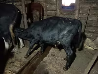 Bulle, Simmental cattle — Foto 6