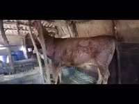 Kuh, Swiss cattle — Foto 1