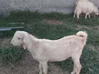 Billy Goat, Goats — photo 8