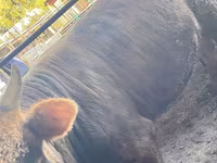Toro, Ganado vacuno — foto 5