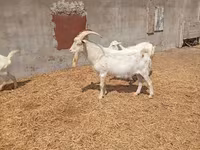 Cabro, Saanen goat — foto 3